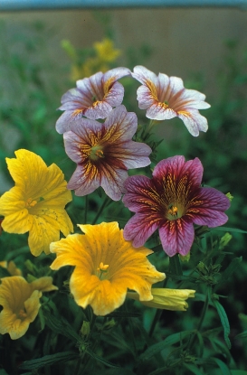 Picture of Salpiglossis - Bolero F2